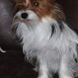 Yorkshire Terriers from Kountry Yorkies