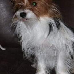 Yorkshire Terriers from Kountry Yorkies