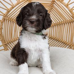Teal Collar girl (Cobbler) - Parti female Labradoodle puppy in Granite Falls, North Carolina from Carolina Goldendoodles