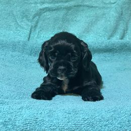 Black Girl - orange collar - Black female Cocker Spaniel puppy in Delphi, Indiana from Benchmark Cockers