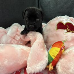 Orange - Black female Cane Corso puppy in Crawfordsville, Indiana from Silverstone Cane Corso
