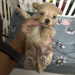 Male-tiny - Apricot male Maltipoo puppy in Southern,, California from Maltipoo Tiny Pups