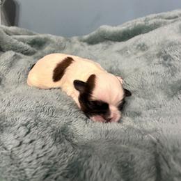 Twix - Tricolor female Shih Tzu puppy in Hawthorne, Florida from Simply Southern Shihtzus