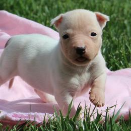Tulip - White female American Staffordshire Terrier puppy in Guilford County, North Carolina from Explicit Kennel