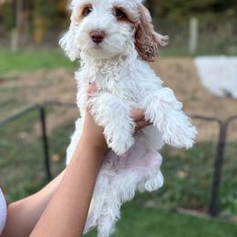 Grumpy - Red  male Goldendoodle puppy in Warsaw, Ohio from Lovabledoodles