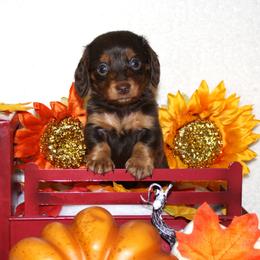 Samara - Chocolate and tan female Dachshund puppy in Corbin, Kentucky from White River Valley Kennel
