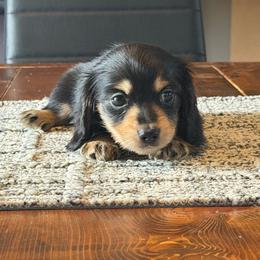 Border - Black and cream female Dachshund puppy in Hudson, Michigan from Mittentail Kennel Miniature Dachshunds & Australian Shepherds