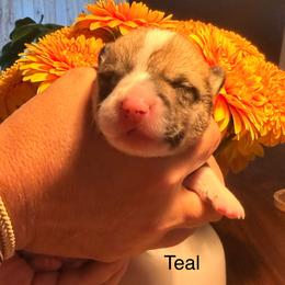 Lollipop - Teal girl - Red female Pembroke Welsh Corgi puppy in Woodinville, Washington from Heatherland Corgis