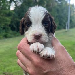 Gray collar - White and liver male English Springer Spaniel puppy in Sterling, Michigan from Springerdoodles In MI