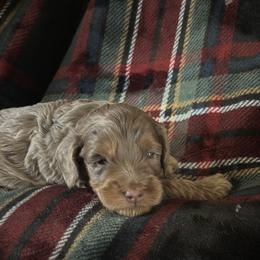 Mistletoe - Merle male Goldendoodle puppy in Waynesboro, Virginia from Forest Creek Kennel
