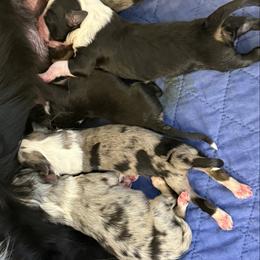Blue merle male 3 - Blue merle male Toy Australian Shepherd puppy in Corydon, Indiana from Arbuckle’s Lookin Good Aussies (LGA)