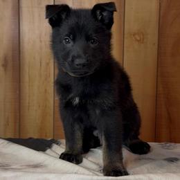 Retro - Black male German Shepherd puppy in Beech Grove, Arkansas from Ze Zadnich lesu