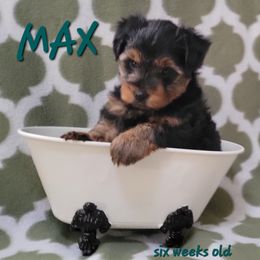 Yorkshire Terrier Puppies from Yorkieology