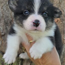 TAZ - Black and white male American Corgi puppy in Walker, Iowa from Double K Corgis