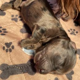 Dapple boy 2 - Dapple Dachshund puppy in Mc Donough, Georgia from Doxie Gang