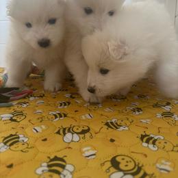 Girl 2 - White female Samoyed puppy in Phoenix, Arizona from Diamond Star Samoyeds