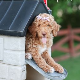 Cupcake - Apricot female Poodle puppy in Williamsburg, Ohio from Iaroli’s  Small Standard Poodles
