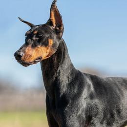 Doberman Pinschers from Becken Dobermans