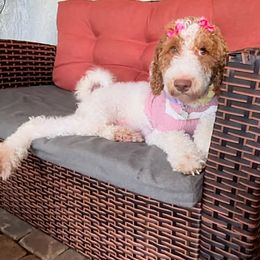 Daisy - Goldendoodle