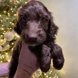 Green - Brown male Irish Doodle puppy in Surprise, Arizona from Huckleberry Doodles