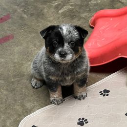 Pink collar - Blue mottled female Australian Cattle Dog puppy in Town Creek, Alabama from Crooked Creek Farm and kennel