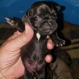 Eggie - Black male Pug puppy in Gadsden, Alabama from Carla's Pugs