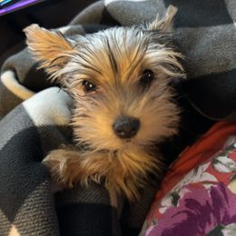 Rosie - Yorkshire Terrier