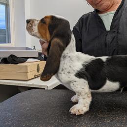 Basset Hounds and Bedlington Terriers from First Class Bassets and Bedlingtons
