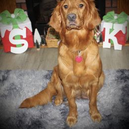 Marlie - Golden Retriever