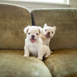 SNOWBALL - Cream male French Bulldog puppy in Waikapu, Hawaii from Christine's French Bulldogs