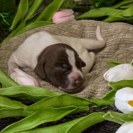 Purple girl - Liver and white female German Shorthaired Pointer puppy in Kenai, Alaska from LakeHaus Kennels