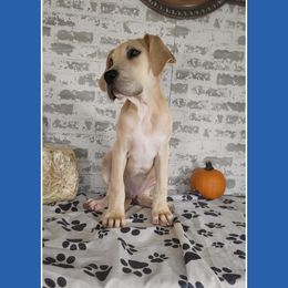 Boy 4 - Great Dane puppy in Gonzales, Louisiana from Anstatt House Of Danes