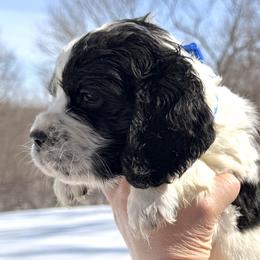 Idaho - Black and white male English Springer Spaniel puppy in Bay City, Wisconsin from Springer Hills Farm