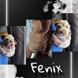 Fenix - Dapple male Dachshund puppy in Brazil, Indiana from King Duke Dachshunds