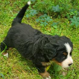 Girl 4 - Black rust and white female Bernese Mountain Dog puppy in Nicholson, Georgia from Bernese Mountain Dogs of Pony Trail Farm