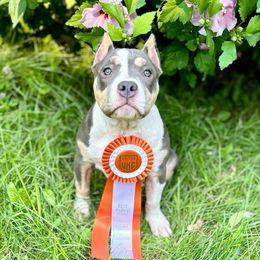 “Thea” Speedy - Blue tri-color American Bully puppy in Nashville, Tennessee from SimplyBullies