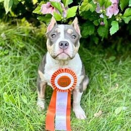“Thea” Speedy - Blue tri-color American Bully puppy in Nashville, Tennessee from SimplyBullies