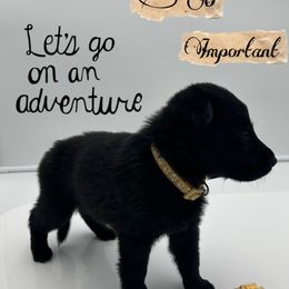 German Shepherd Puppies from Devon Rugerio's German Shepherds