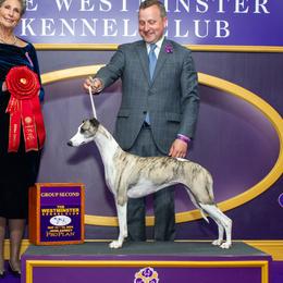 Ivy - Whippet