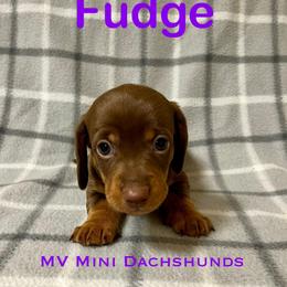 Fudge - Chocolate and tan male Dachshund puppy in Carlsbad, Texas from MV Mini Dachshunds