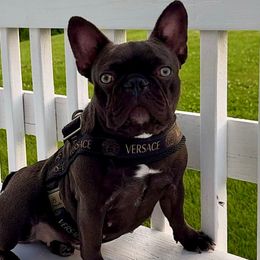 Fendi - French Bulldog