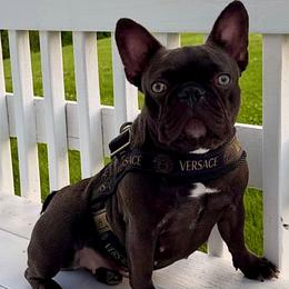 Fendi - French Bulldog
