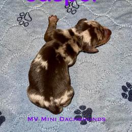 Jasper - Dapple male Dachshund puppy in Carlsbad, Texas from MV Mini Dachshunds