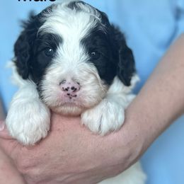 Black Collar Male - Black and white male Sheepadoodle puppy in Hilton, New York from Finger Lakes Doodles