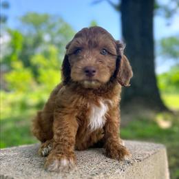 Judd - Red  male Goldendoodle puppy in Pittsburg, Texas from Grace Springs Goldendoodles