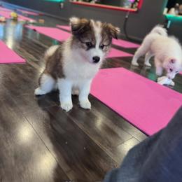 Hutch - male Nenets Herding Laika puppy in Rockwell, Texas from Tundra Fox laikas