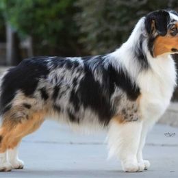 Australian Shepherds from MONTACC Australian Shepherds