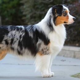 Australian Shepherds from MONTACC Australian Shepherds