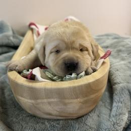 Mint collar - Yellow female Labrador Retriever puppy in Cold Brook, New York from Tamarack Therapy Dogs