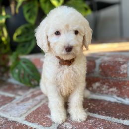 Linda - Cream female Goldendoodle puppy in Los Angeles, California from LA’s Favorite Puppies